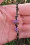 Campanula rapunculus