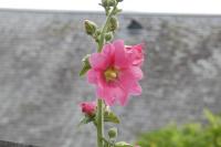 Alcea rosea