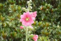 Alcea rosea
