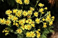 Jacobaea vulgaris