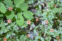 Lysimachia arvensis