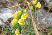 Linaria vulgaris