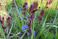 Glechoma hederacea