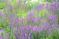 Lythrum salicaria