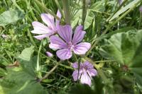 Malva sylvestris