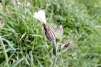 Silene latifolia