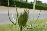 Dipsacus fullonum