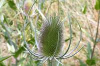 Dipsacus fullonum