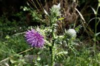 Carduus crispus