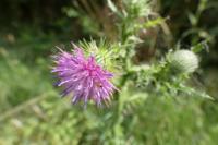Carduus crispus