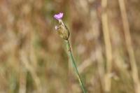 Petrorhagia prolifera