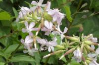 Saponaria officinalis