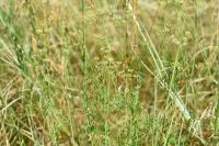Dichoropetalum carvifolia