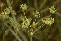 Dichoropetalum carvifolia