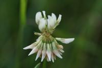 Trifolium repens