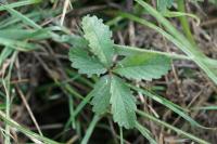 Potentilla reptans