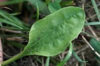 Plantago major