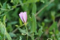 Convolvulus arvensis