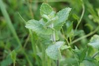 Mentha suaveolens