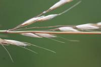 Arrhenatherum elatius