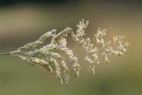 Holcus lanatus