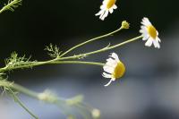 Tripleurospermum inodorum