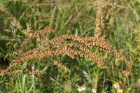 Rumex acetosa