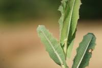 Lactuca serriola