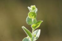 Kickxia spuria