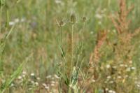 Dipsacus fullonum