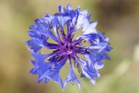 Cyanus segetum