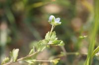 Veronica persica