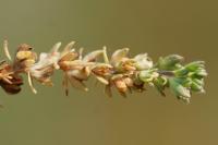 Veronica arvensis
