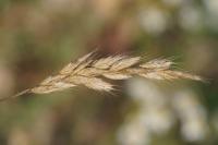 Bromus hordeaceus