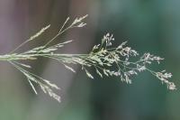 Agrostis capillaris