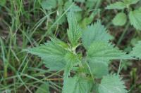 Urtica dioica