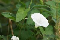 Convolvulus sepium