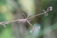 Galium aparine