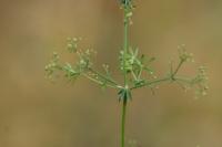 Galium album