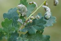 Quercus robur