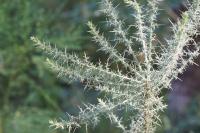 Ulex europaeus