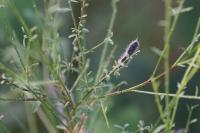 Cytisus scoparius