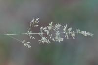 Poa trivialis