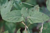 Teucrium scorodonia
