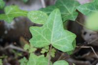 Hedera helix