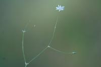 Stellaria graminea