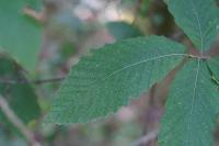 Castanea sativa