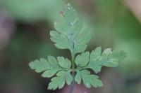 Geranium robertianum