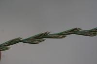 Lolium perenne