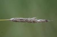 Alopecurus pratensis